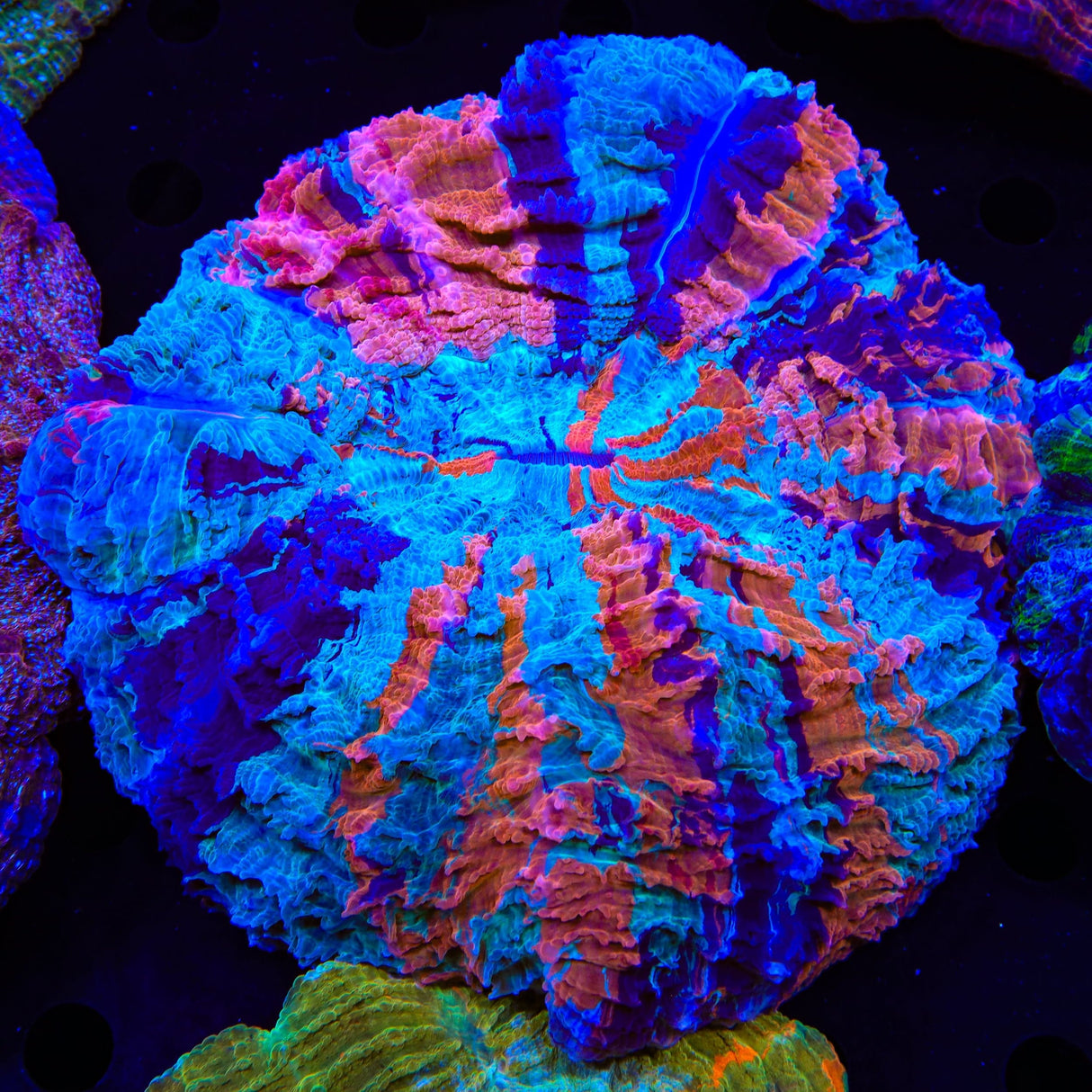 Rainbow Acanthophyllia Coral