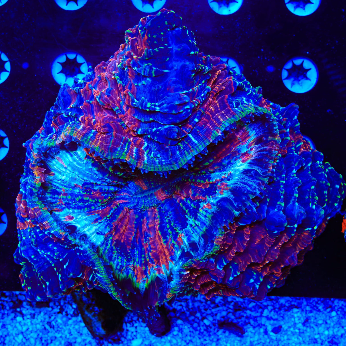 Rainbow Acanthophyllia Coral