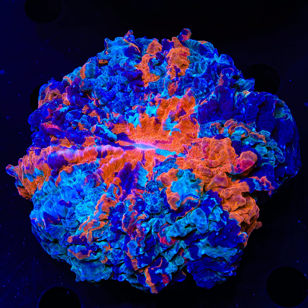 Rainbow Acanthophyllia Coral
