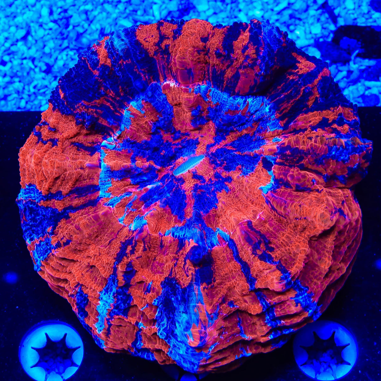 Rainbow Acanthophyllia Coral