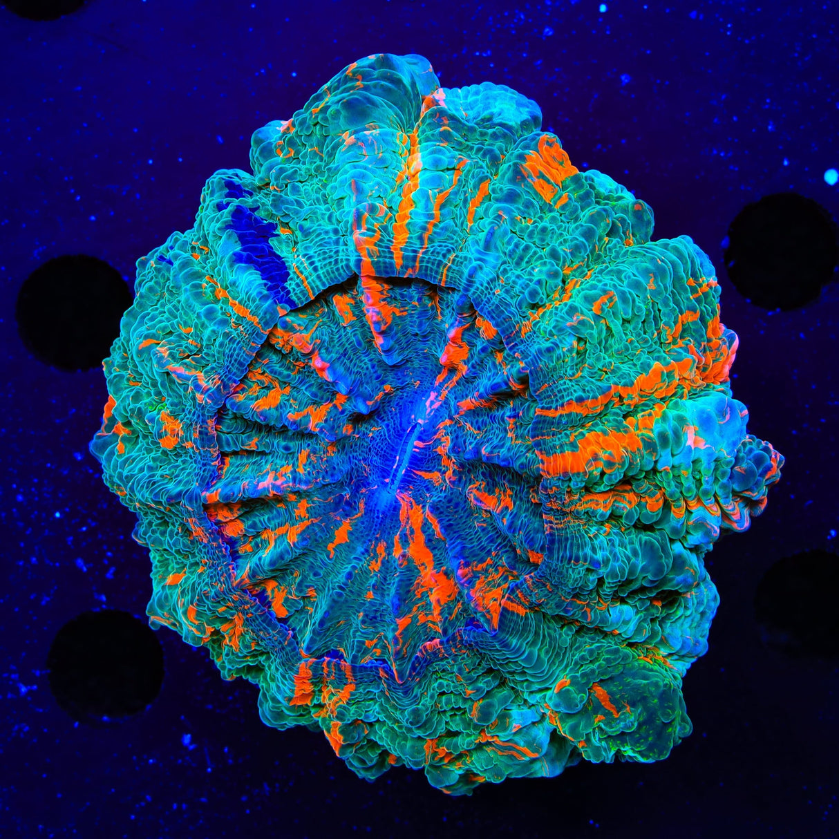 Rainbow Acanthophyllia Coral