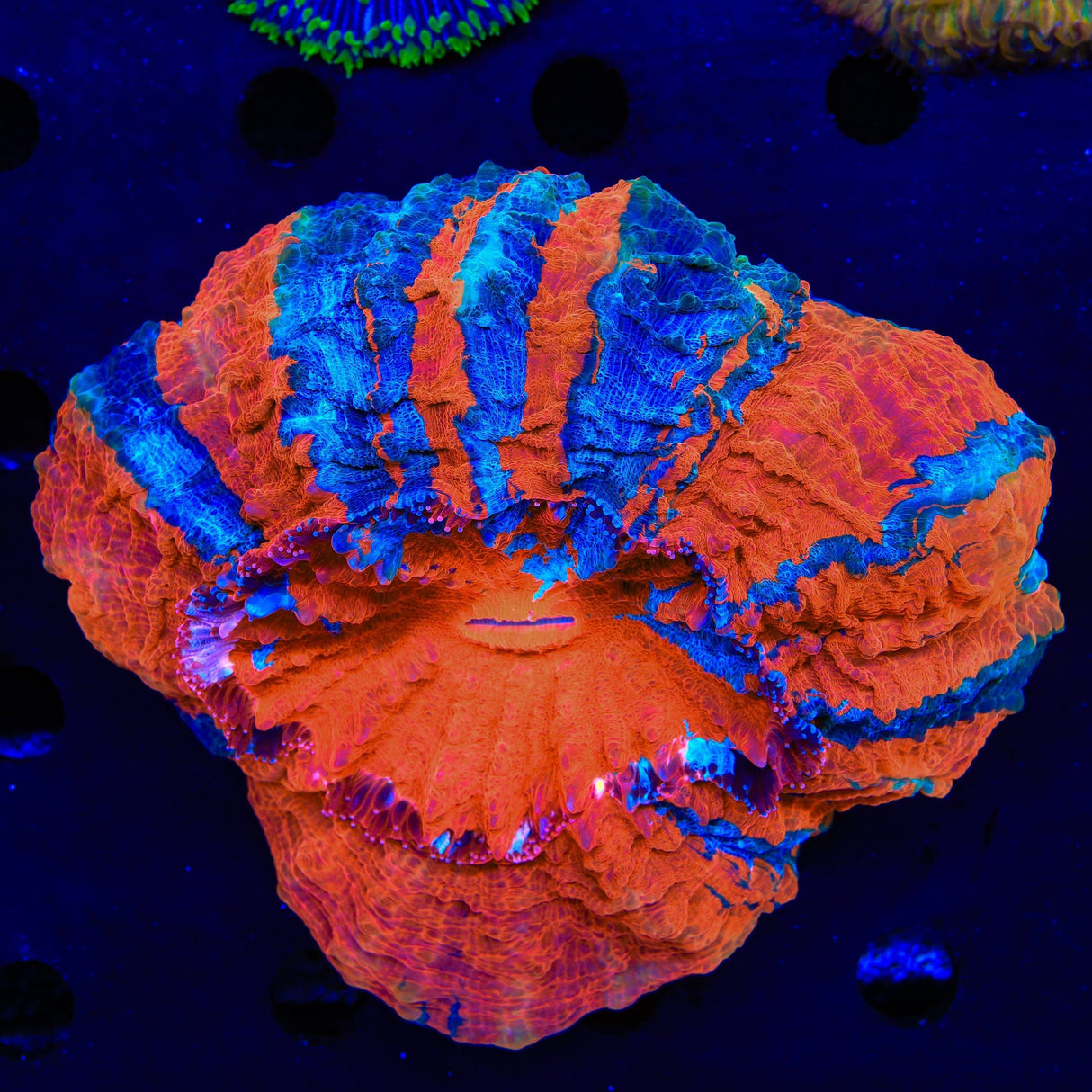 Rainbow Acanthophyllia Coral