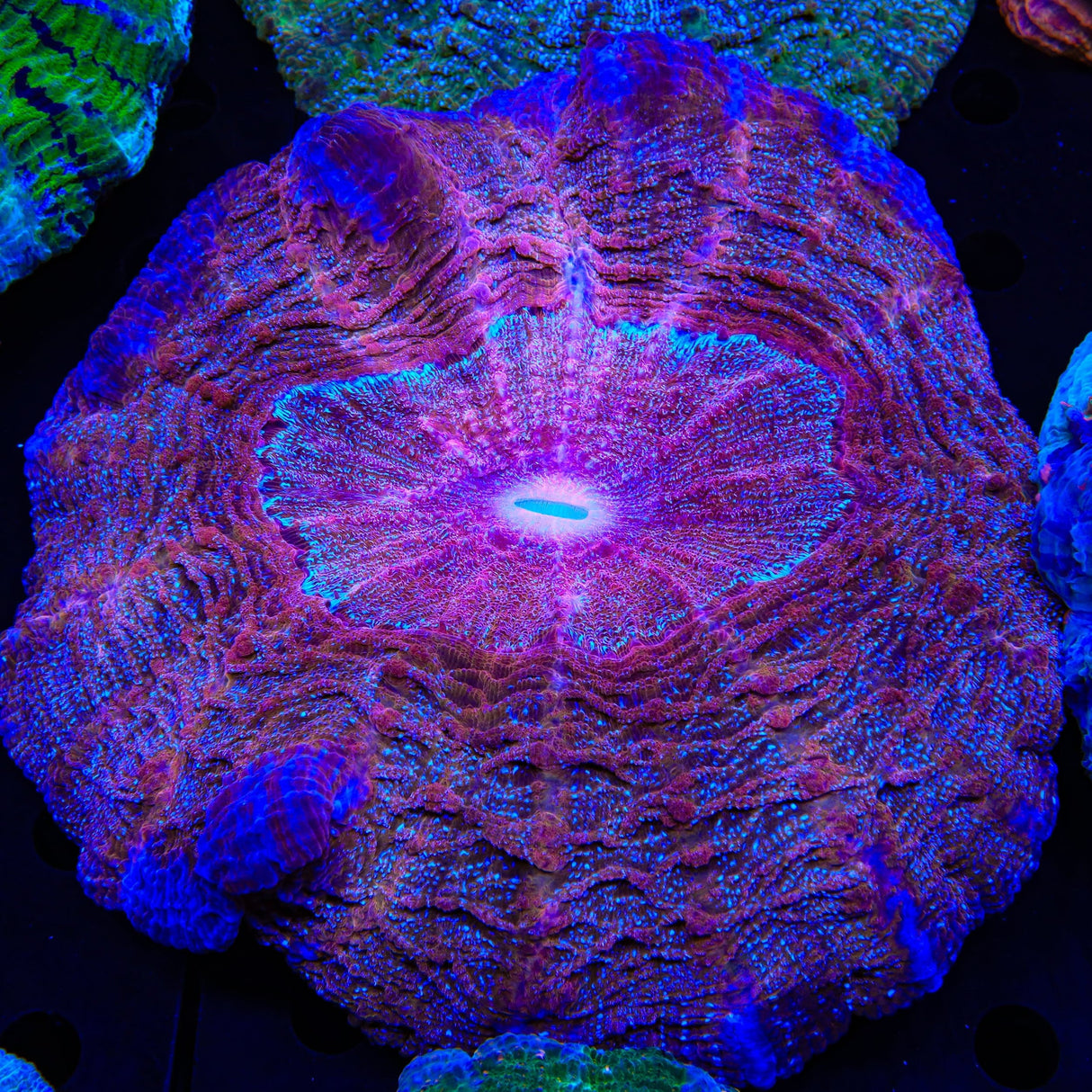Rainbow Acanthophyllia Coral