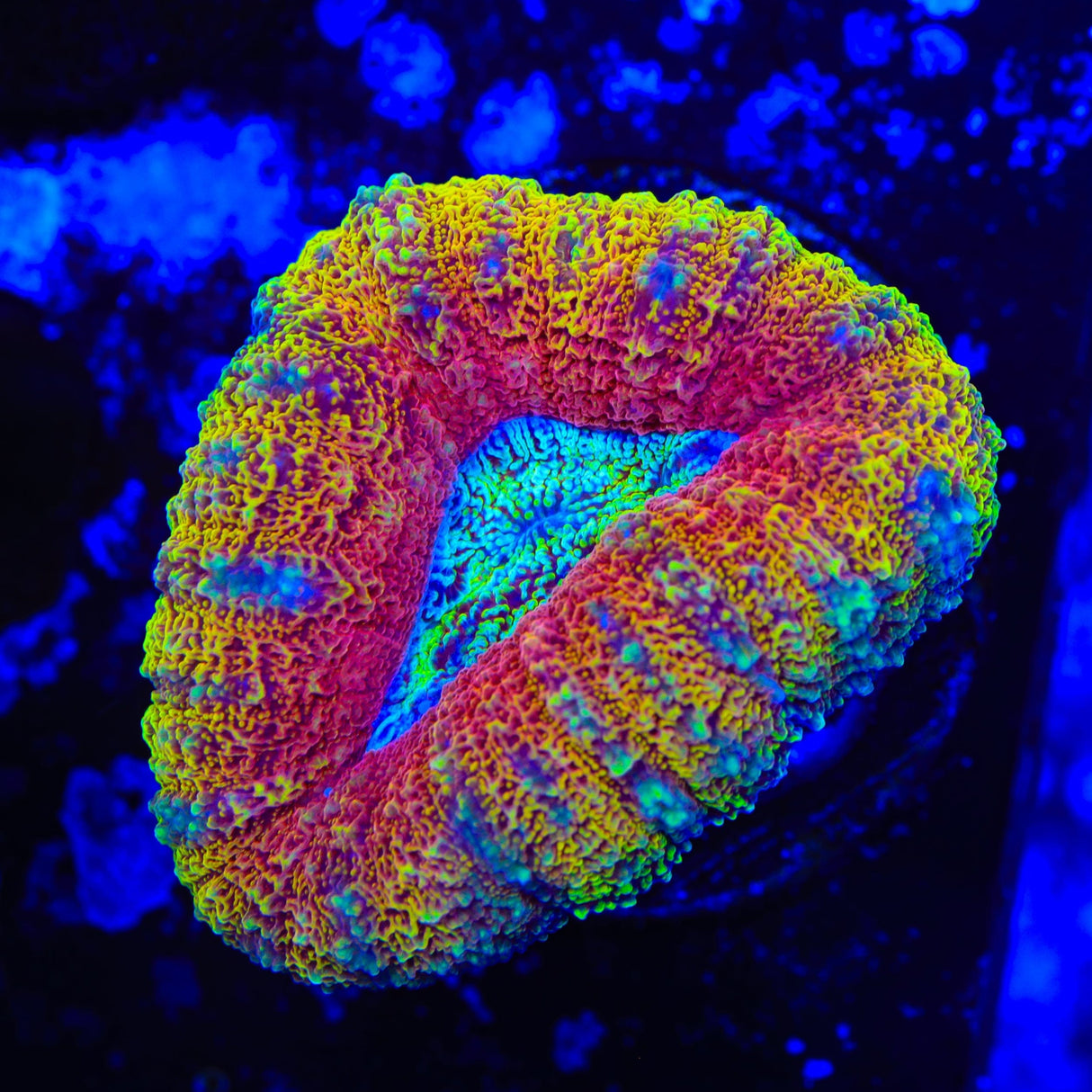 Rainbow Lobophyllia Coral