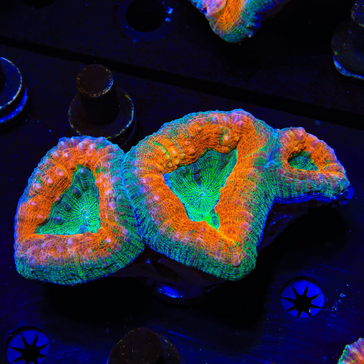 Rainbow Lobophyllia Coral