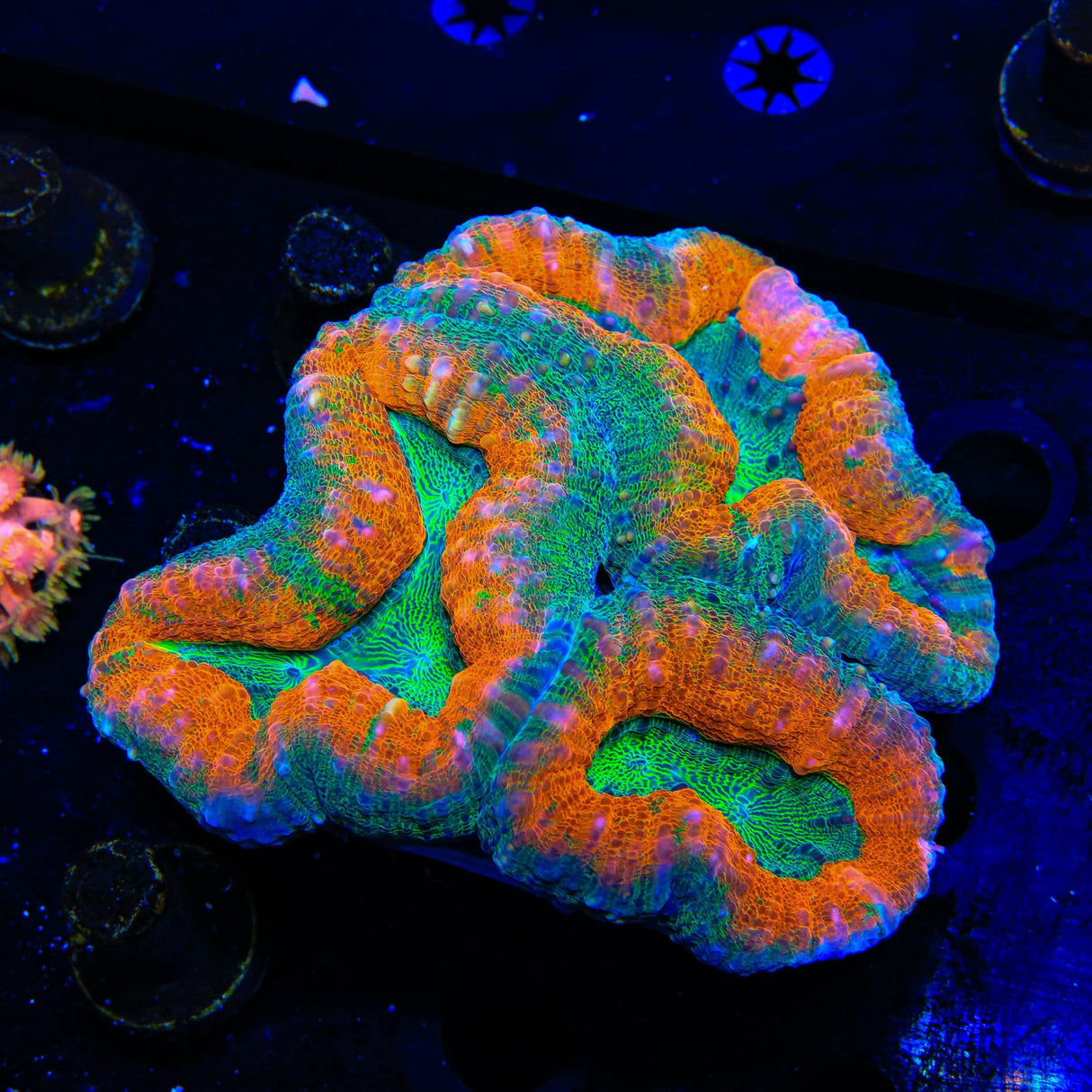 Rainbow Lobophyllia Coral