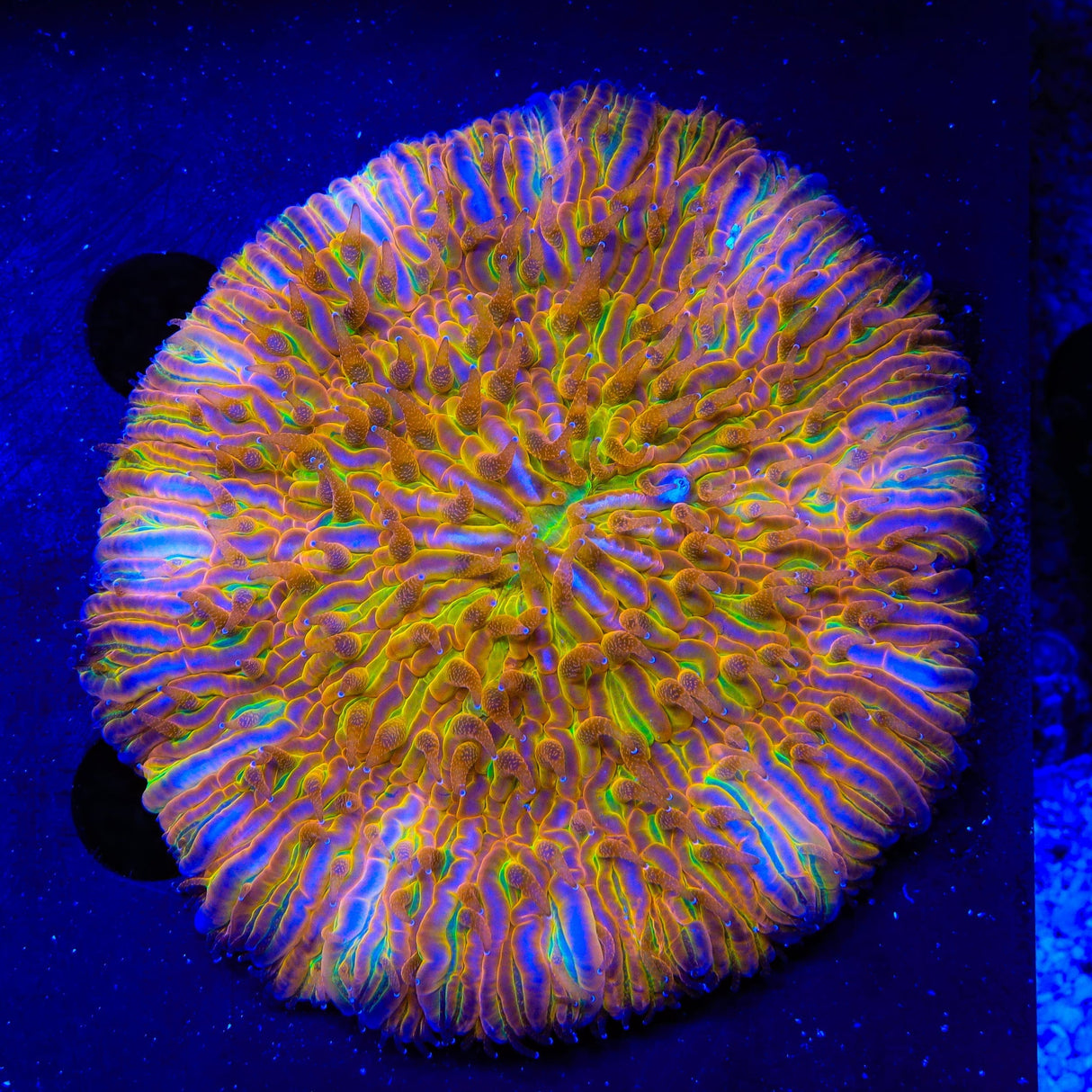 Rainbow Plate Coral