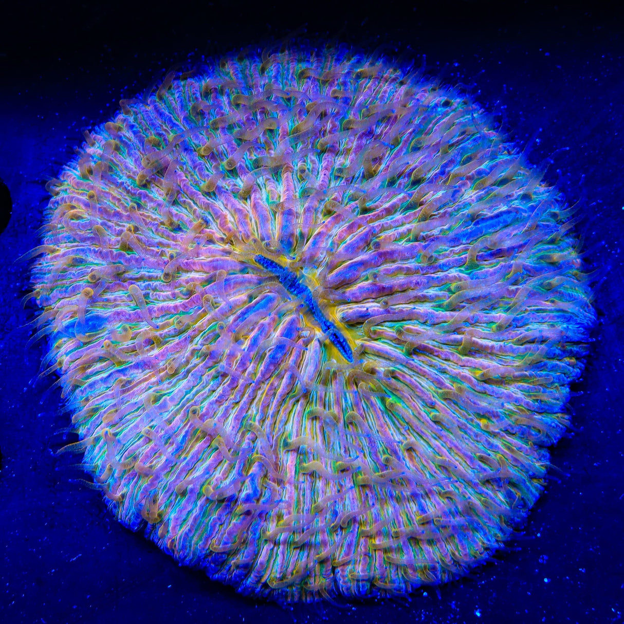 Rainbow Plate Coral