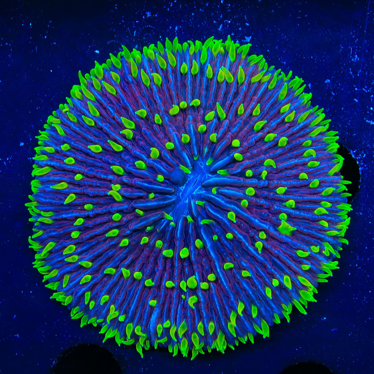 Rainbow Plate Coral