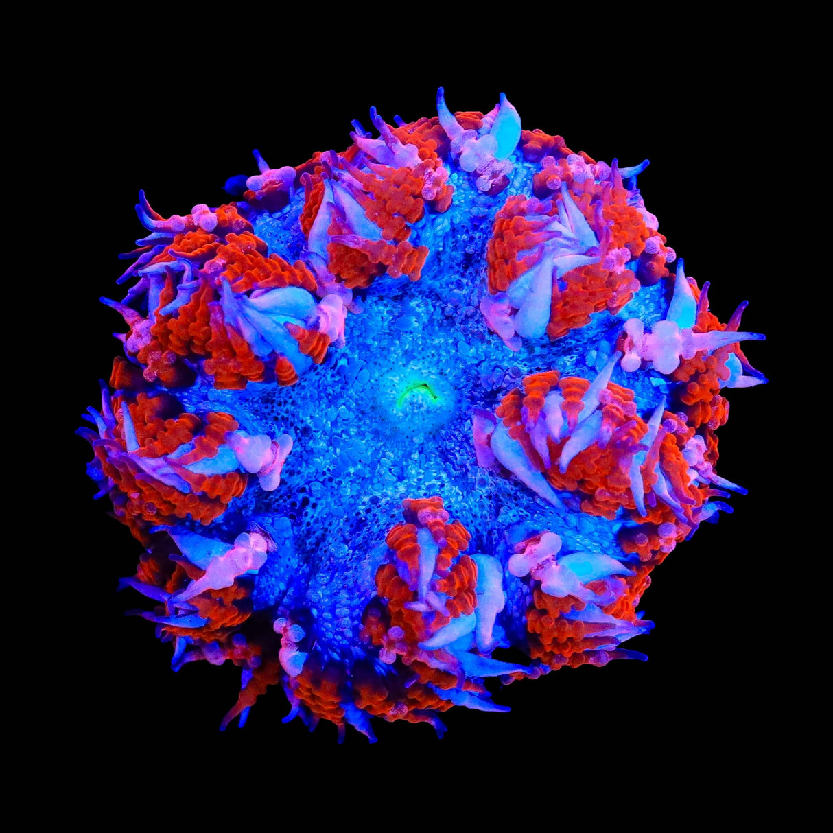 Rainbow Rock Flower Anemone