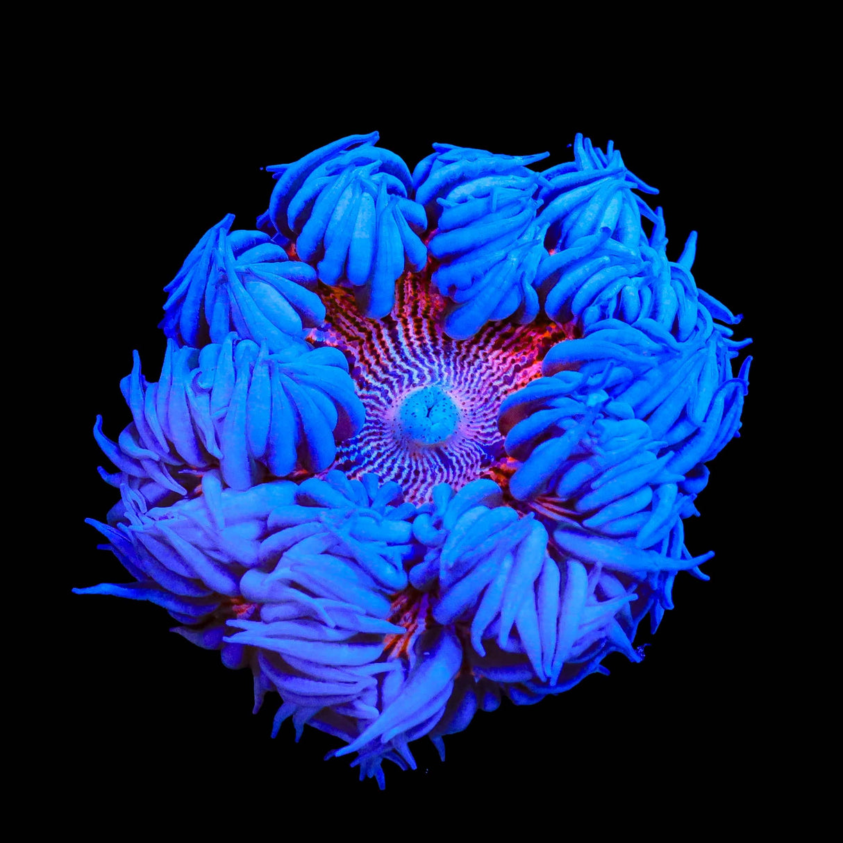 Rainbow Rock Flower Anemone