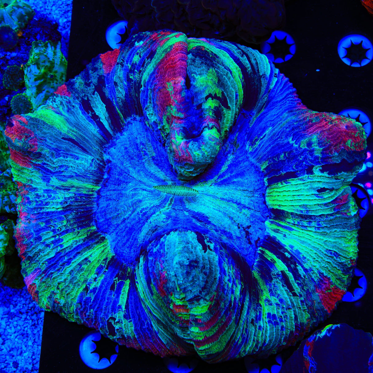 Rainbow Trachyphyllia Coral