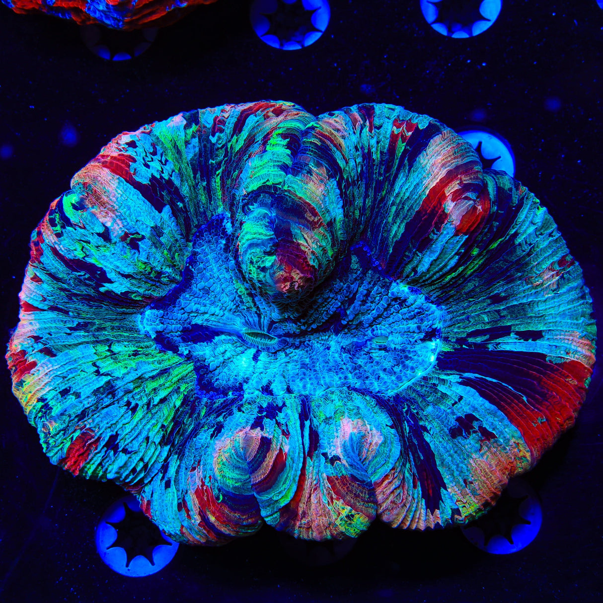 Rainbow Trachyphyllia Coral