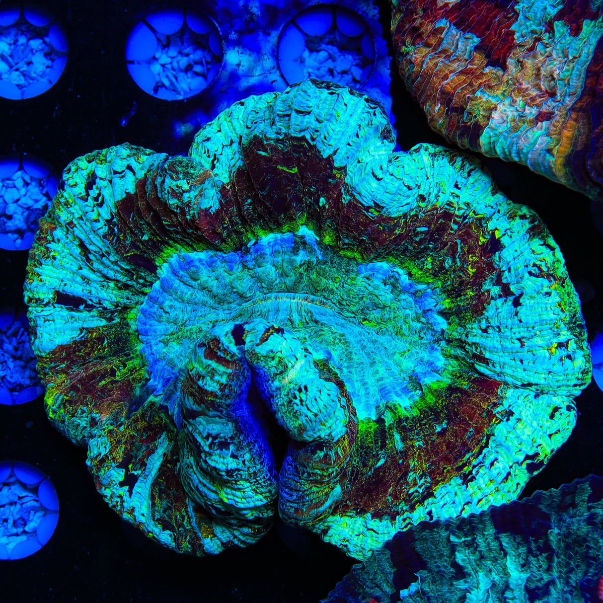 Rainbow Trachyphyllia Coral