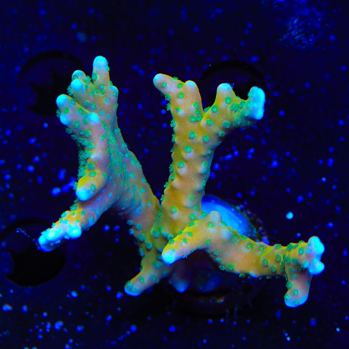 RRC Tropicana Anacropora XL Frag Coral