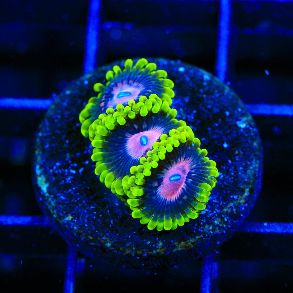 Scarlet Fever Zoanthids Coral