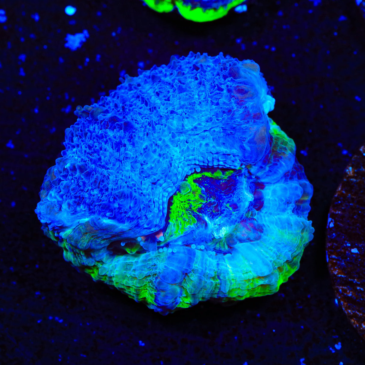 Seaswirl Bowerbankii Coral