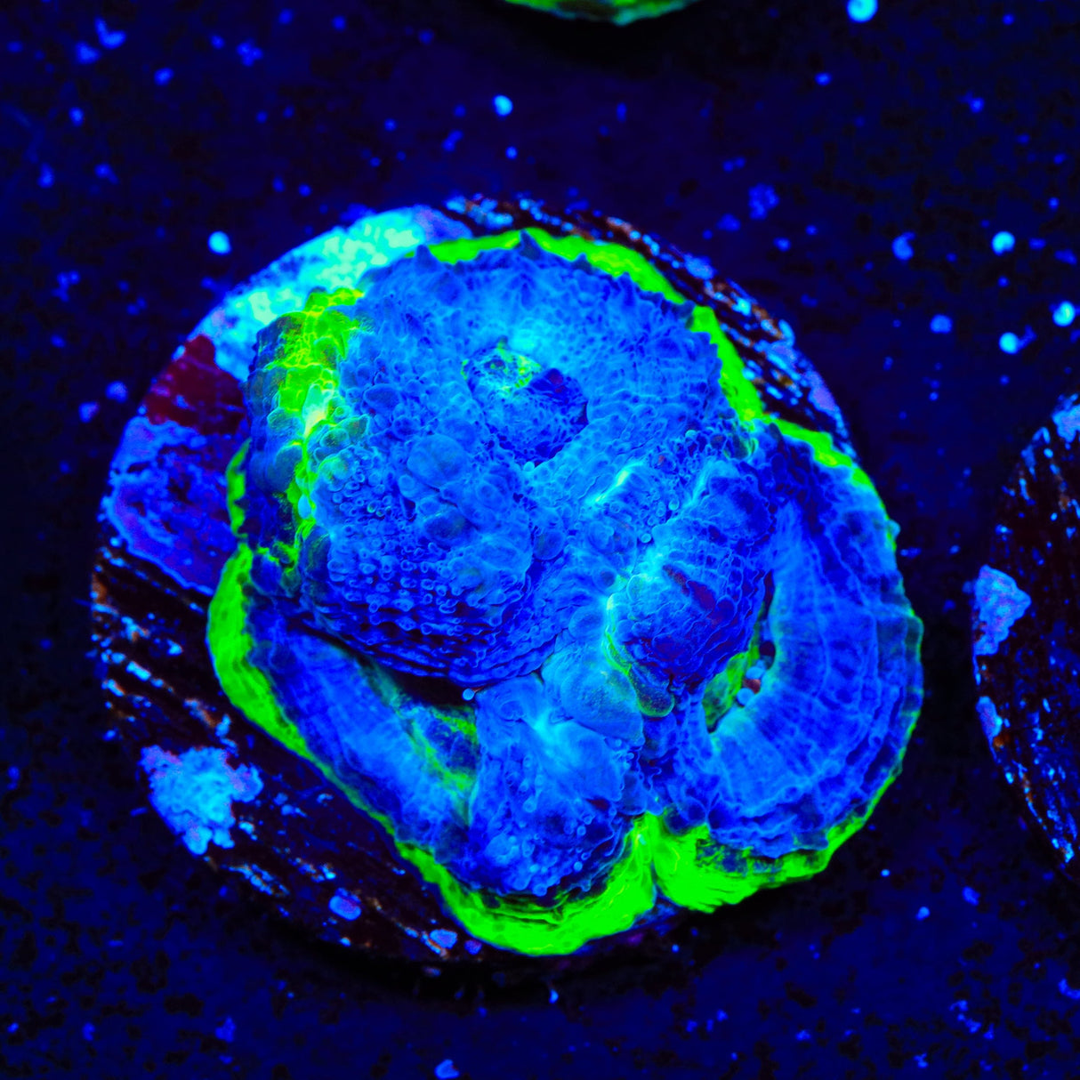 Seaswirl Bowerbankii Coral