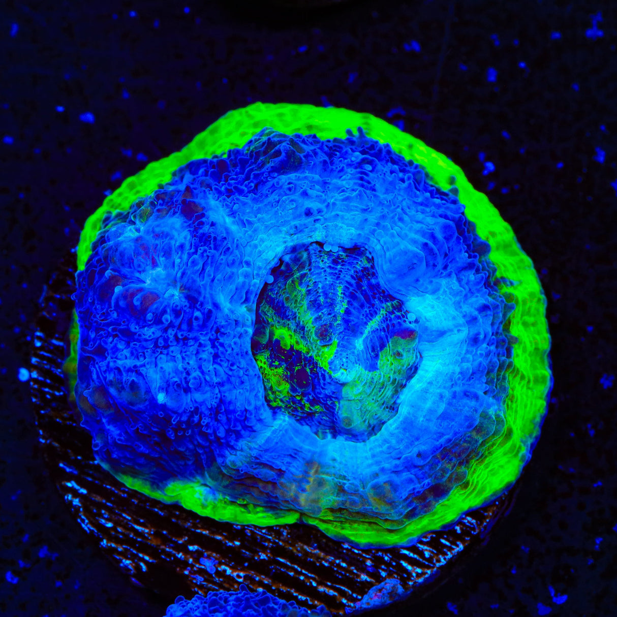 Seaswirl Bowerbankii Coral