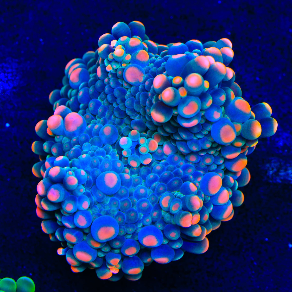 Shipwreck Yuma Coral