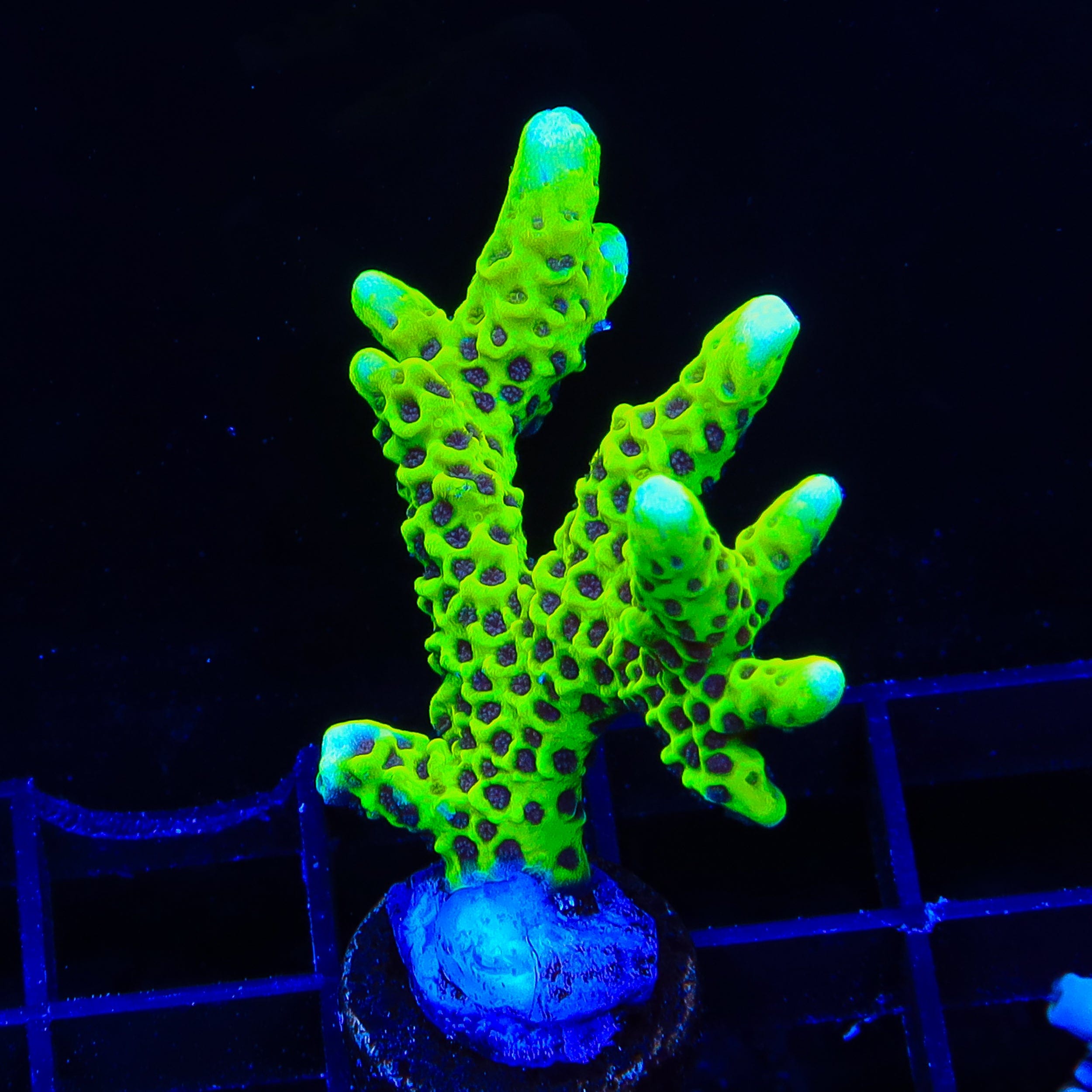 Slimeball Spongodes Montipora XL Frag Coral – Top Shelf Aquatics