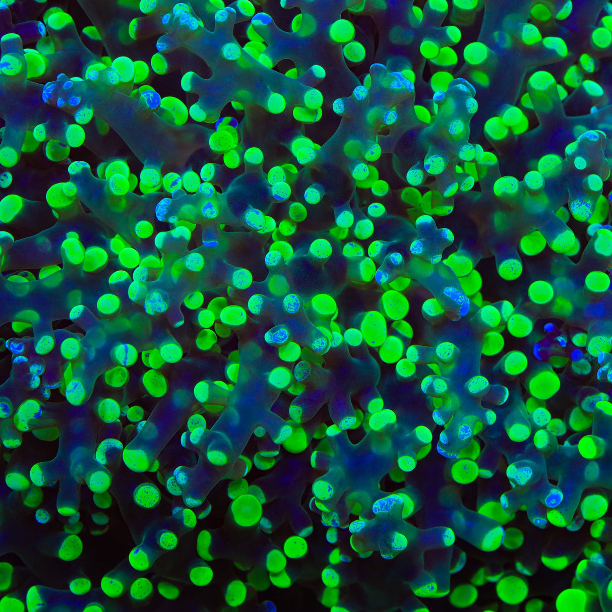 Splatter Frogspawn Coral