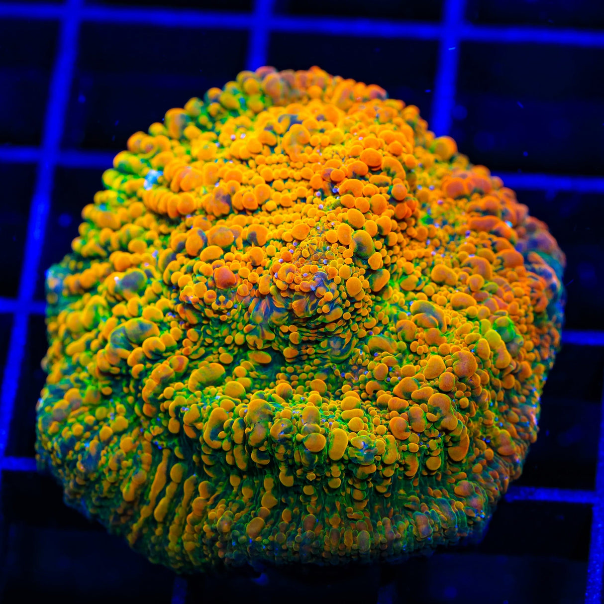 Stellaria Chalice Coral
