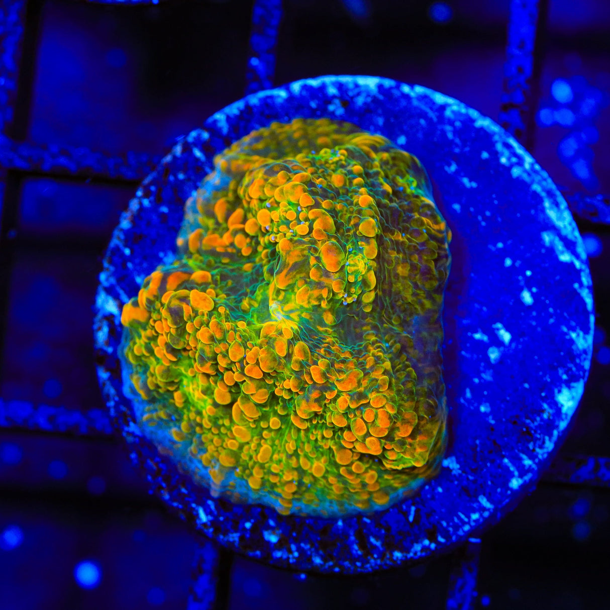 Stellaria Chalice Coral