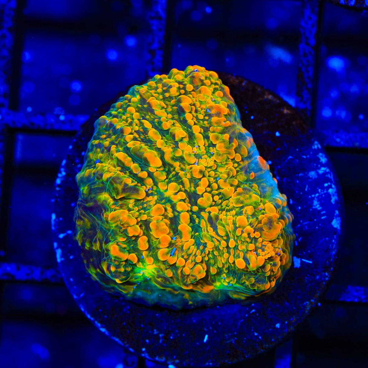 Stellaria Chalice Coral