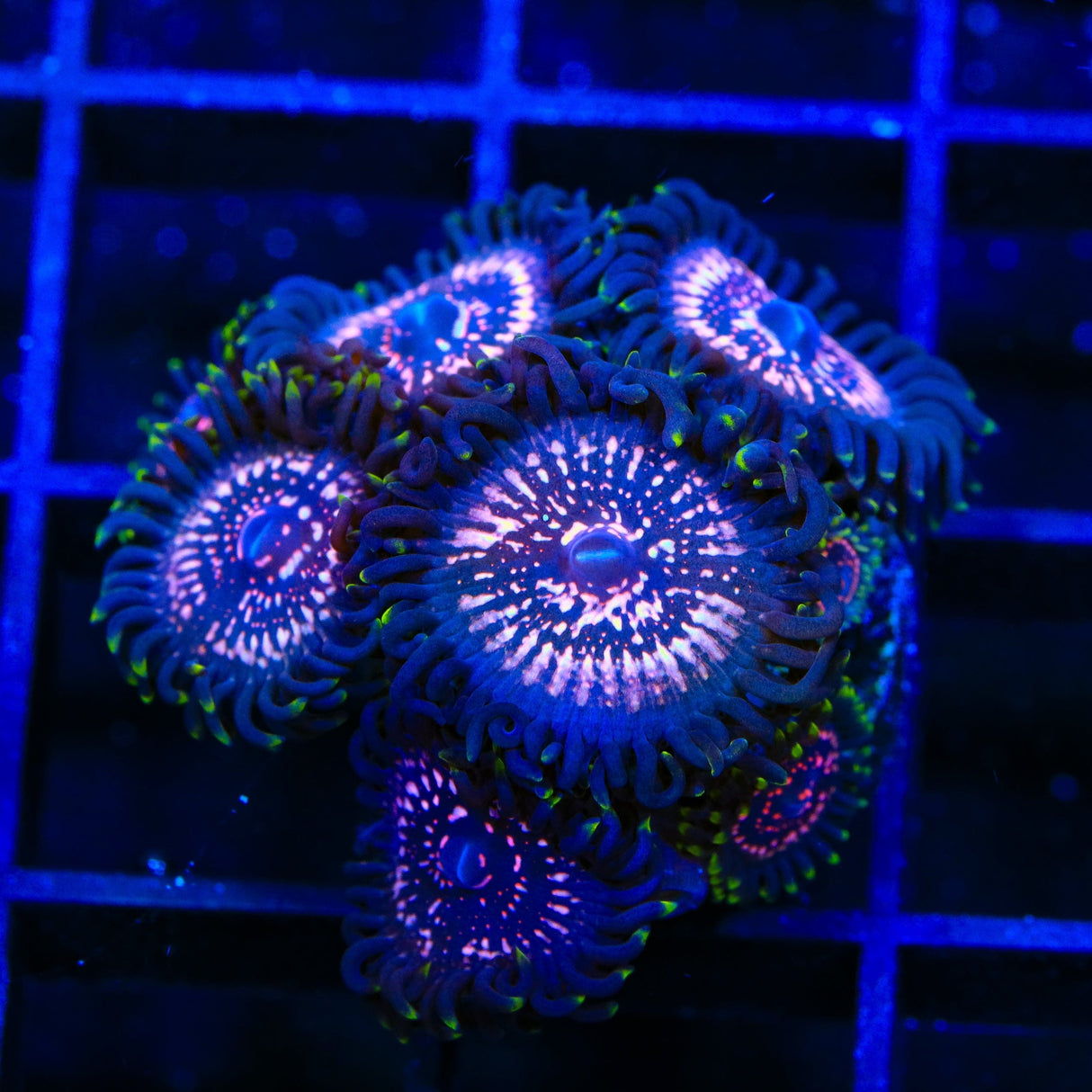 Taser Zoanthids Coral