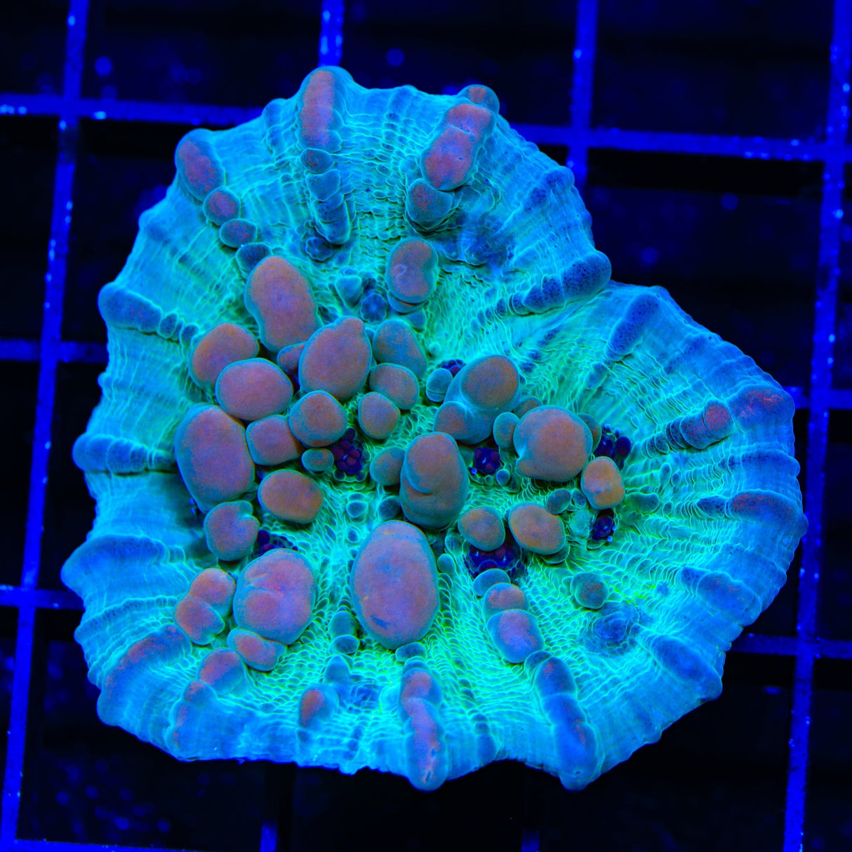 Teal Cosmic Candy Bounce Chalice Coral