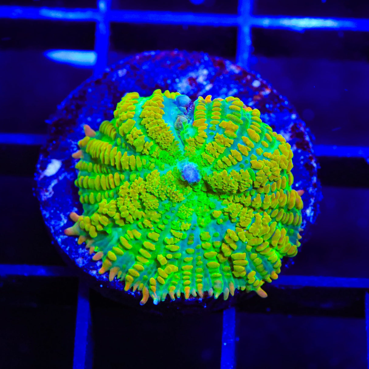 Tequila Sunrise Mushroom Coral
