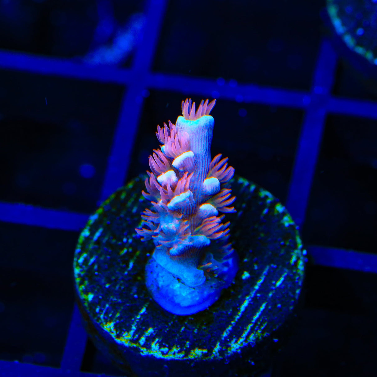 TGC Cherry Bomb Tenuis Acropora Coral
