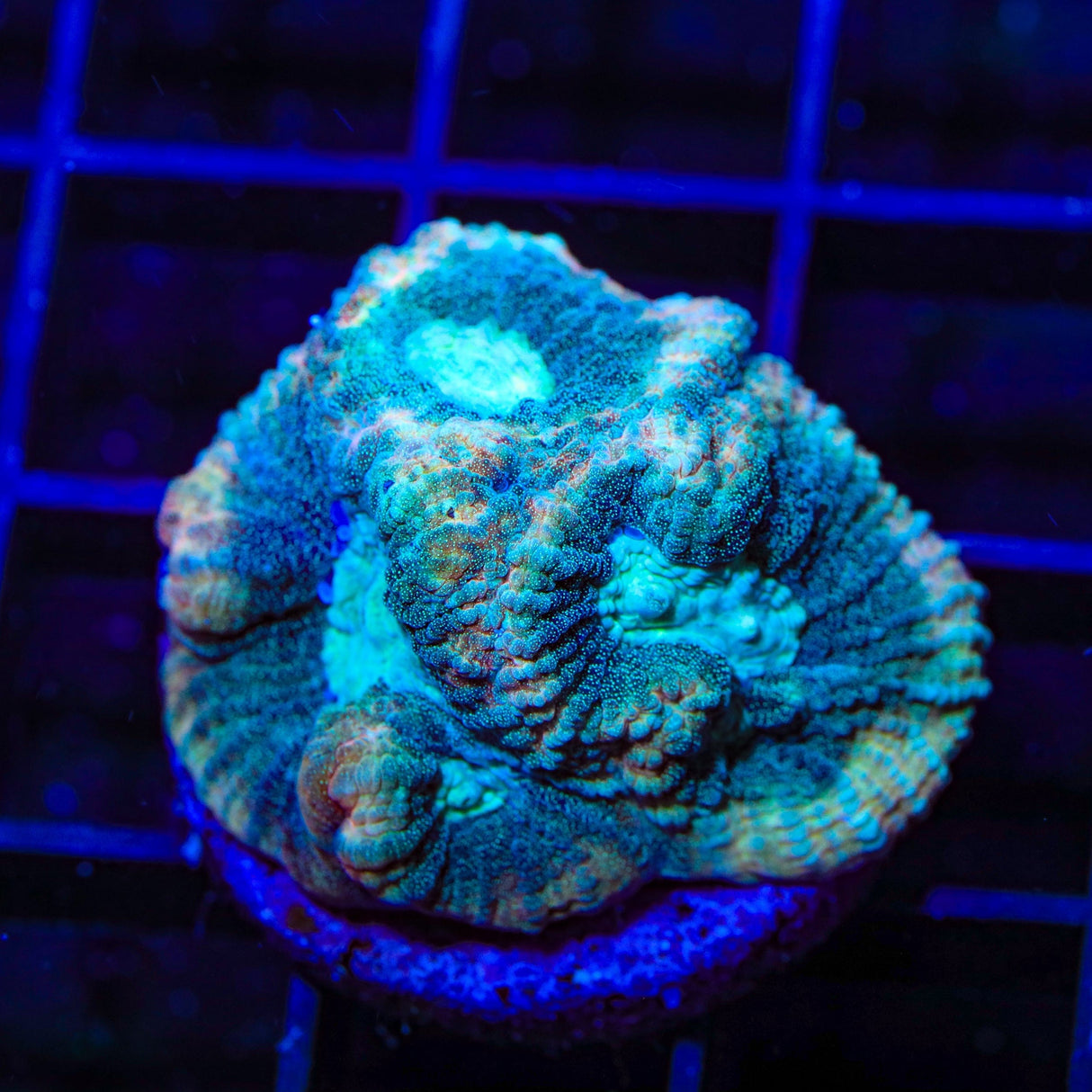 Tidal Wave Favia Coral