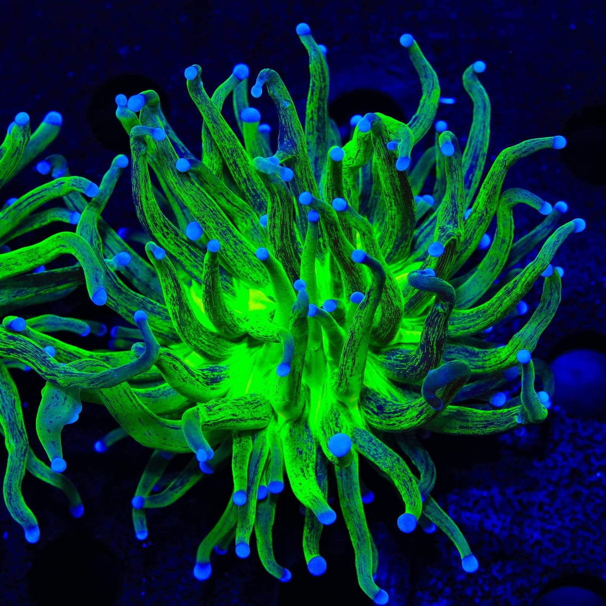 Tiger King Torch Coral