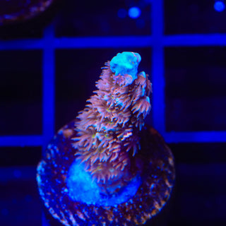 TSA Angels Envy Acropora Coral