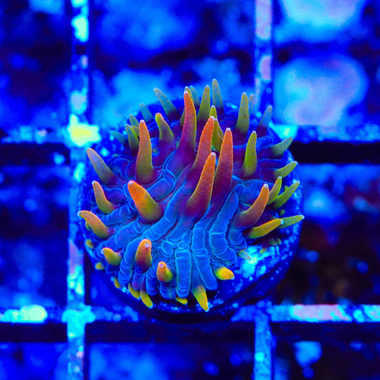 TSA Battletoads Aquacultured Plate Coral