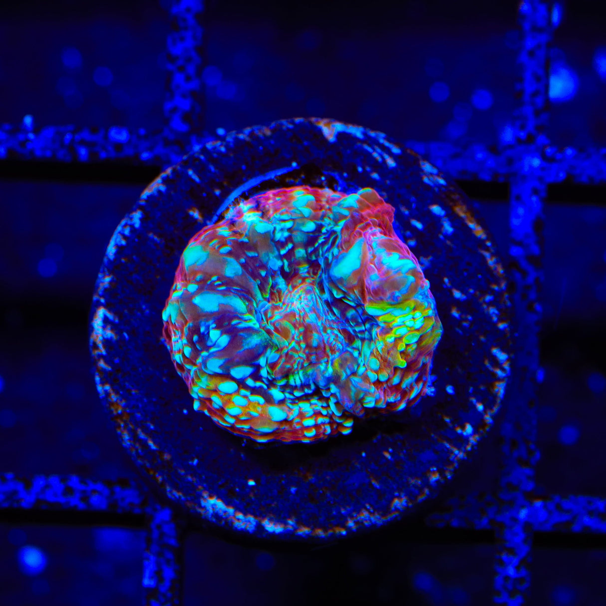 TSA Beetlejuice Bowerbankii Coral