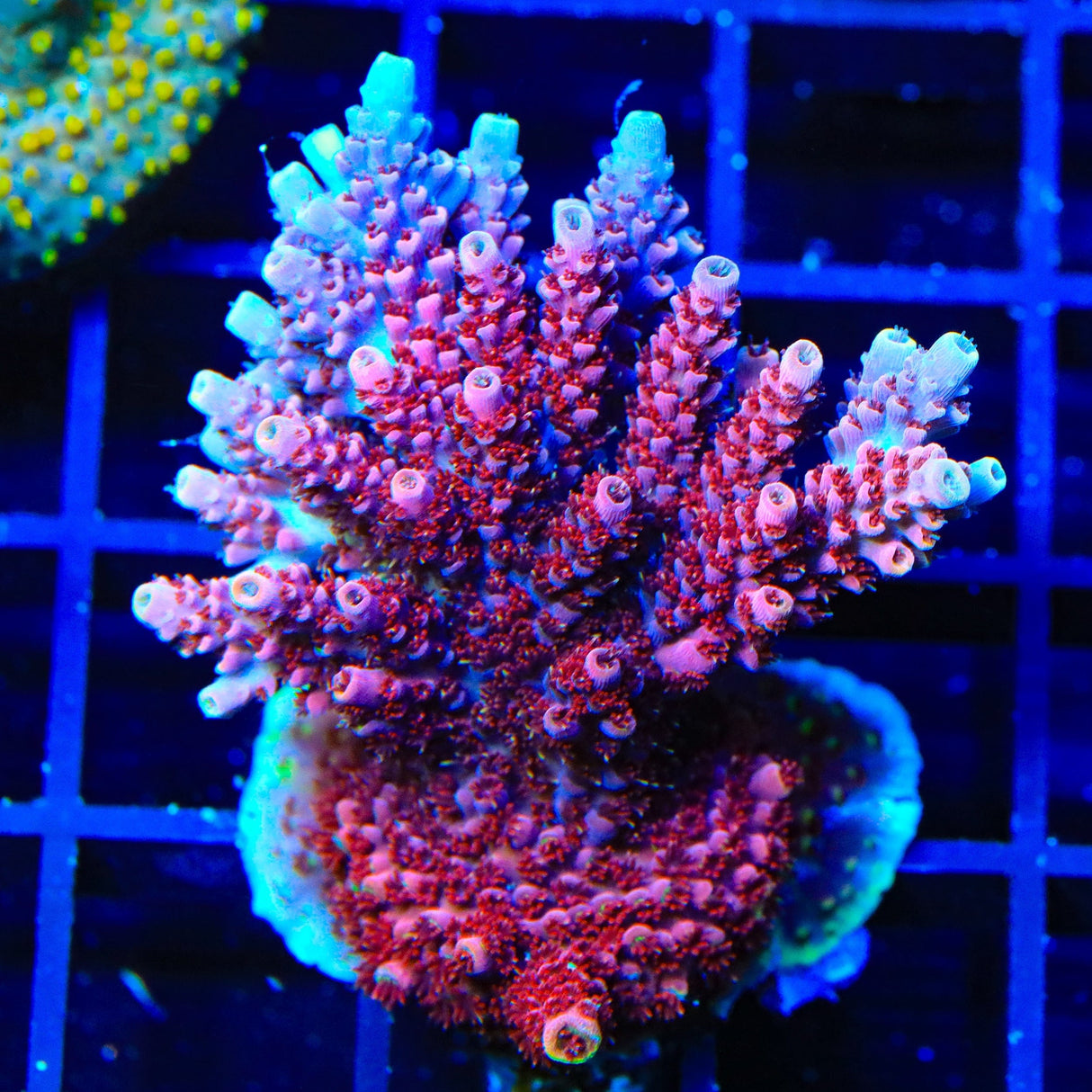 TSA Bo Katan Acropora Colony Coral