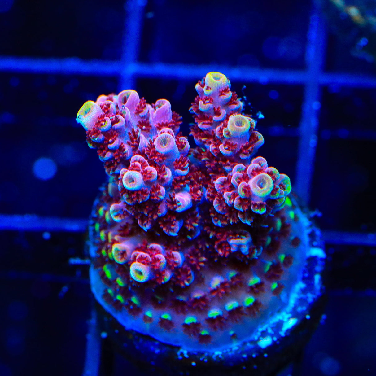 TSA Bo Katan Acropora Coral