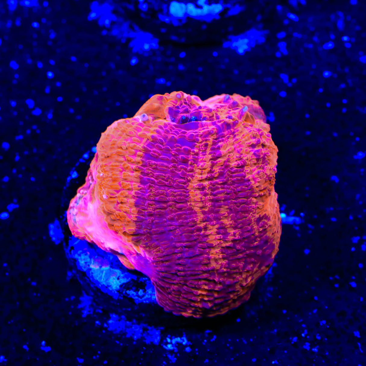 TSA Cherry Grafted Bowerbankii Coral