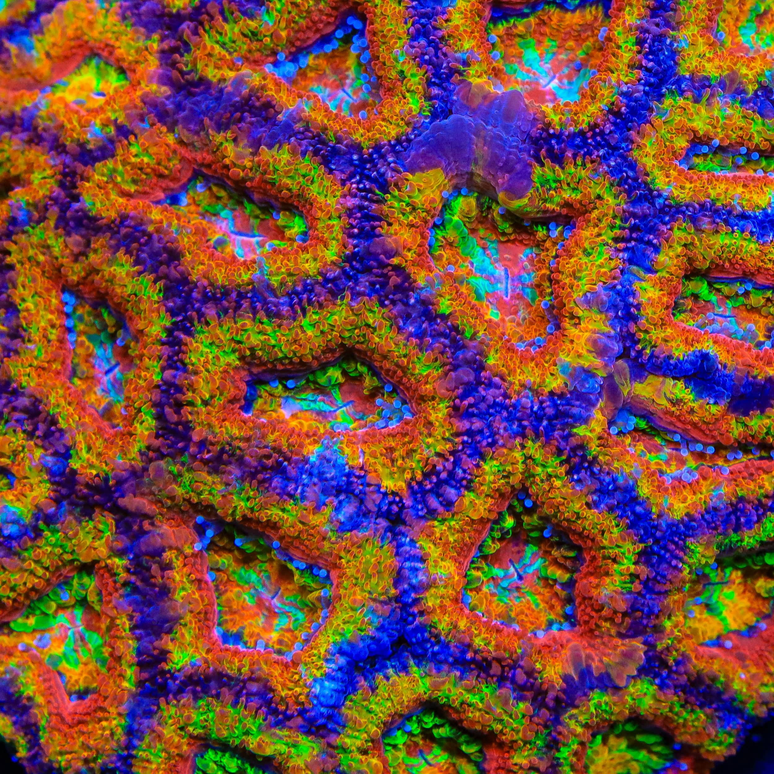 TSA Chromatic Crusader Acan Coral – Top Shelf Aquatics
