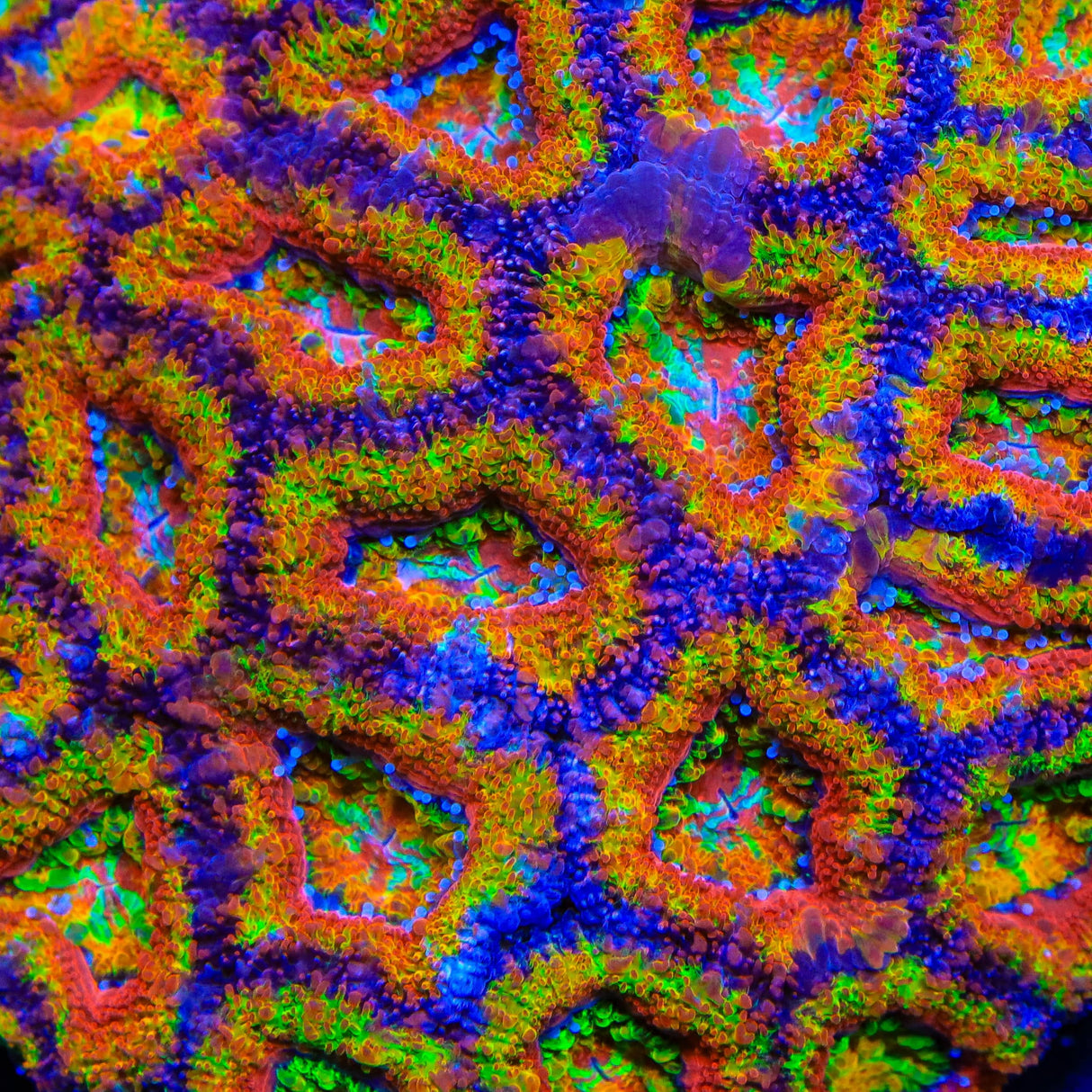 TSA Chromatic Crusader Acan Coral