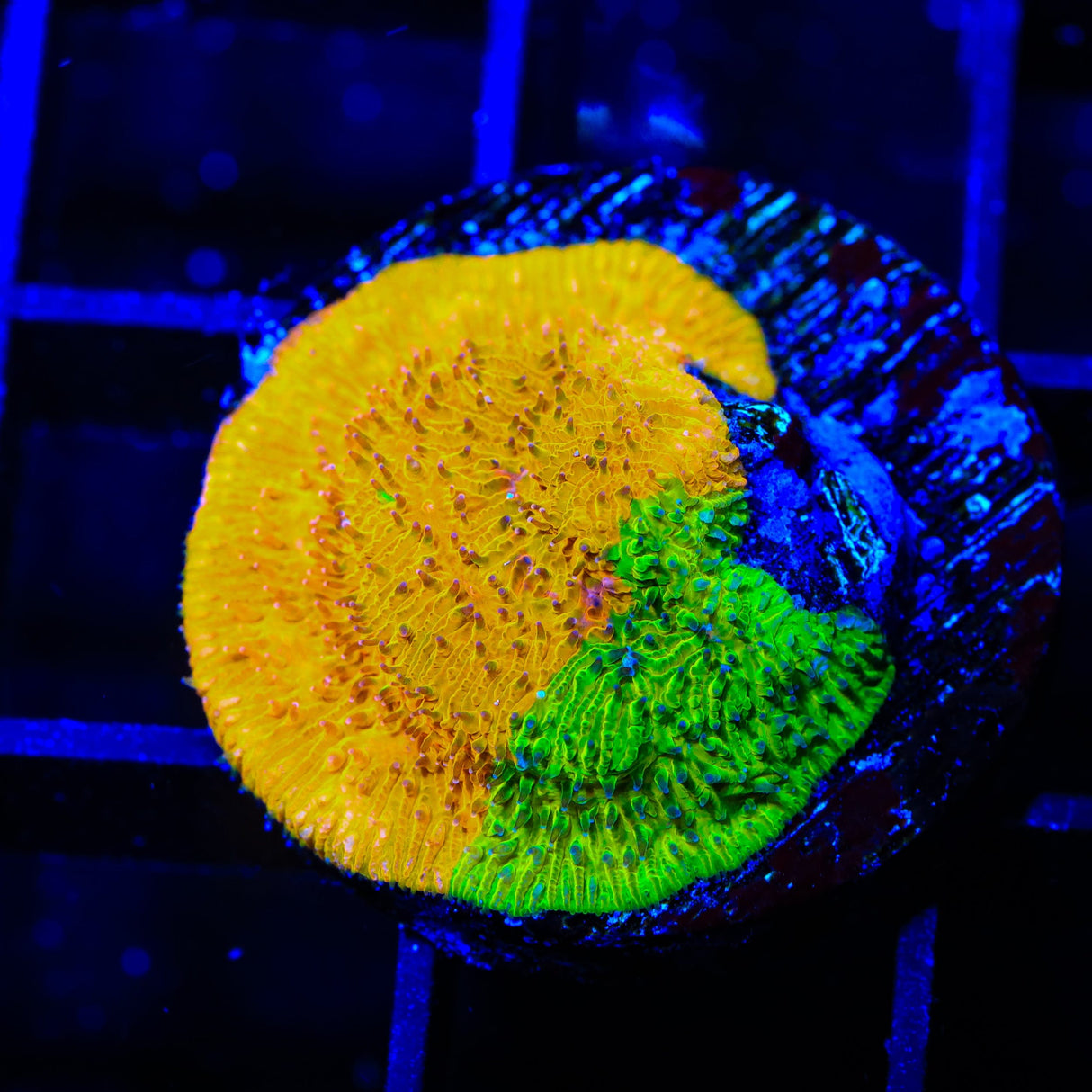 TSA Citrus Blast Grafted Lithophyllon Coral