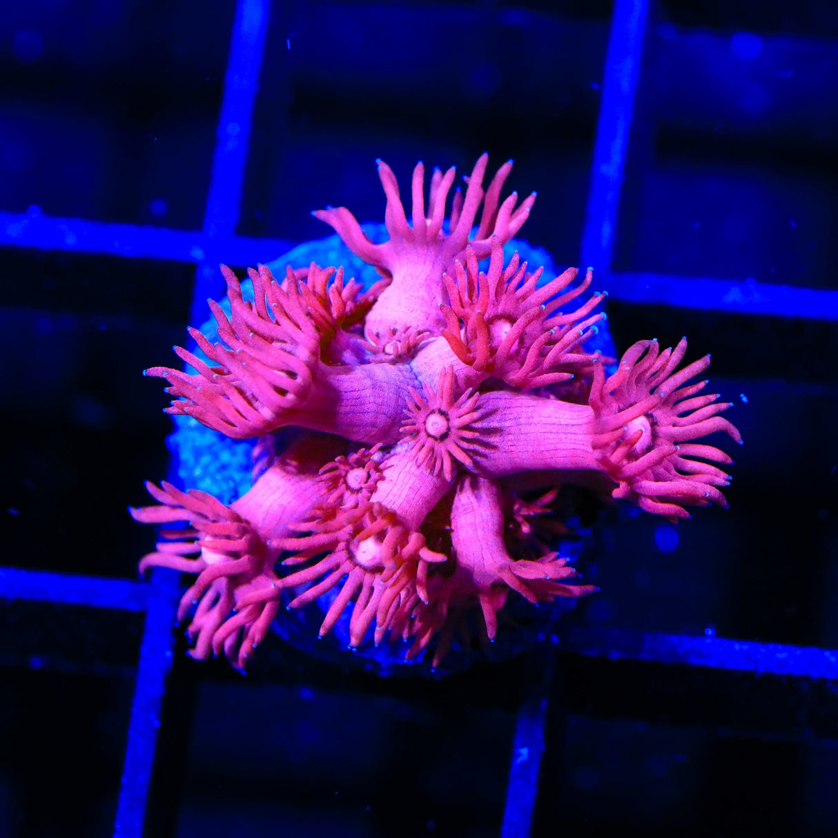 TSA Cotton Candy Goniopora Coral