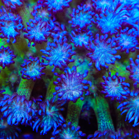 TSA Crown of Thorns Goniopora Coral