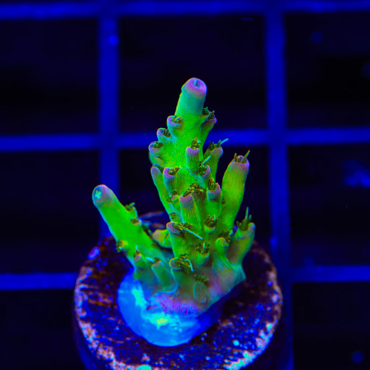 TSA Disco Fever Acropora Coral