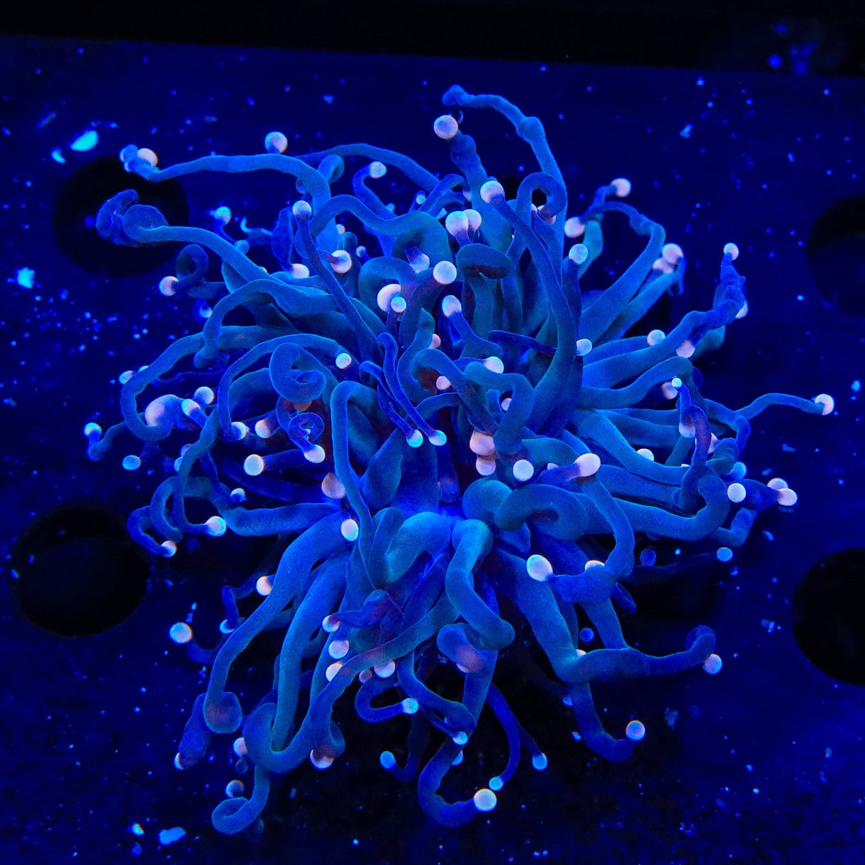 TSA Doomsday Torch Coral