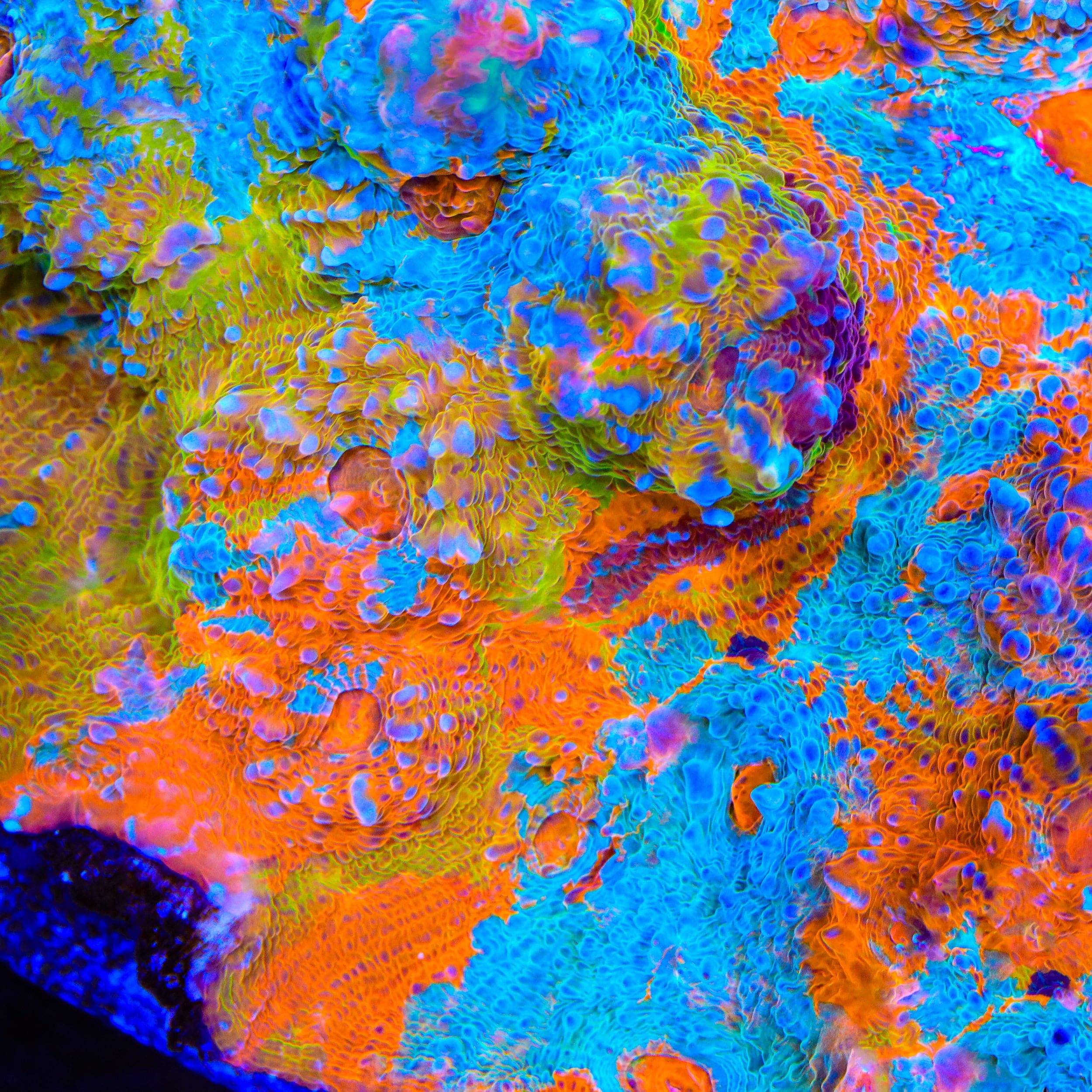 TSA Double Rainbow Chalice Coral – Top Shelf Aquatics