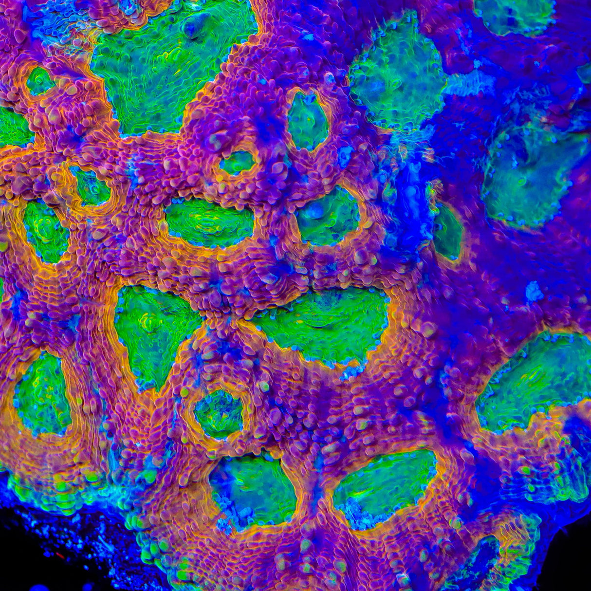 TSA Dragon Scale Echinata Coral